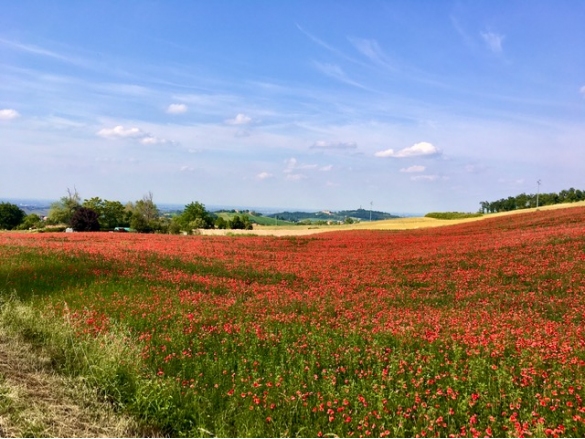 Le dolci colline di Cangelasio: Fioritura di papaveri