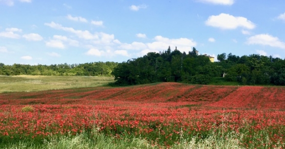 Le dolci colline di Cangelasio: Fioritura di papaveri