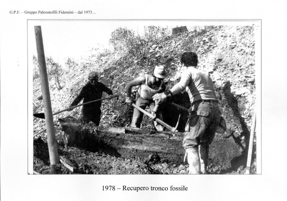 Torrente Stirone: 1978 - Area di Laurano, recupero di uno dei due tronchi carbonizzati di Abete Bianco (Abies alba o Abies pectinata)