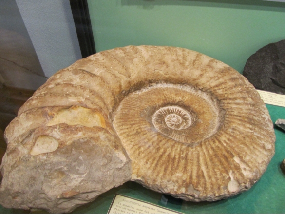 Torrente Stiroine: Ammonite - mollusco cefalopode estinto