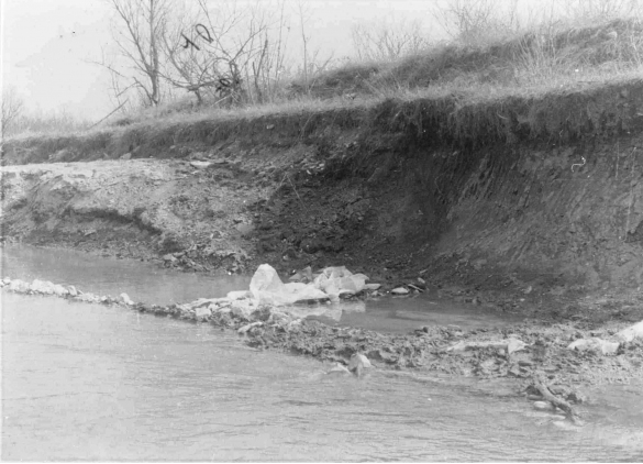 Torrente Stirone - anno 1987: Deviazione del fiume per  recuperare la parte toracica del cetaceo fossile