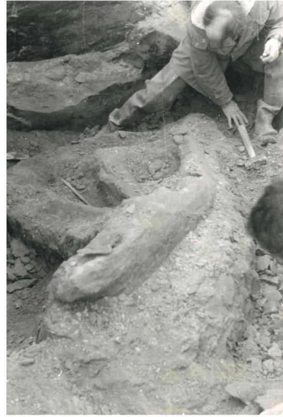 Torrente Stirone- anno 1987: Gli scavi con il ritrovamento della balenottera Giorgia - Plesiobalaenoptera quarantellii