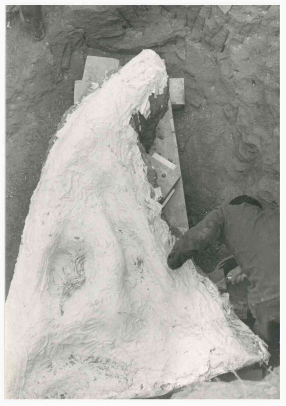 Torrente Stirone - marzo 1987: Lavori di sbancamento per il recupero del cetaceo fossile: particolare del reperto fossile