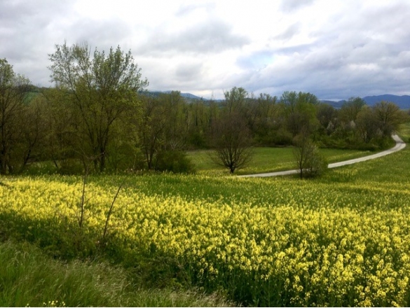 Colori di Primavera: 