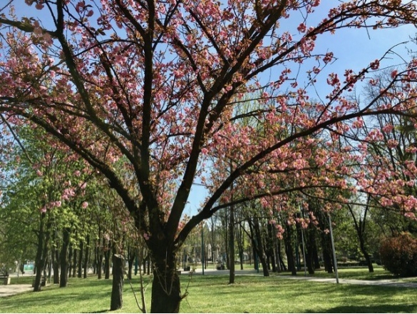 Parco Corazza - Il ciliegio giapponese in fiore: 