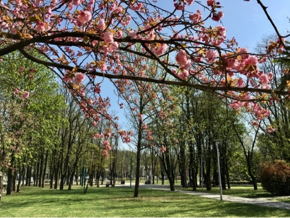 Parco Corazza - Il ciliegio giapponese in fiore: 