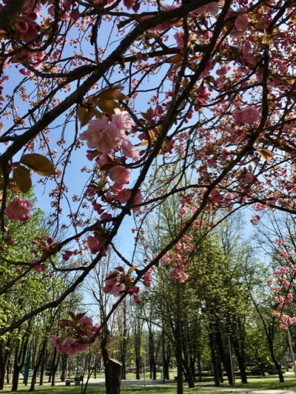 Parco Corazza - Il ciliegio giapponese in fiore: 
