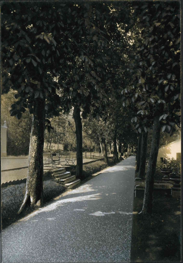Vecchia Salso - Collezione Fotografica Digitale Famiglia Marzaroli: Primi del Novecento – Albergo Grande Detraz: alberature nel grande parco privato