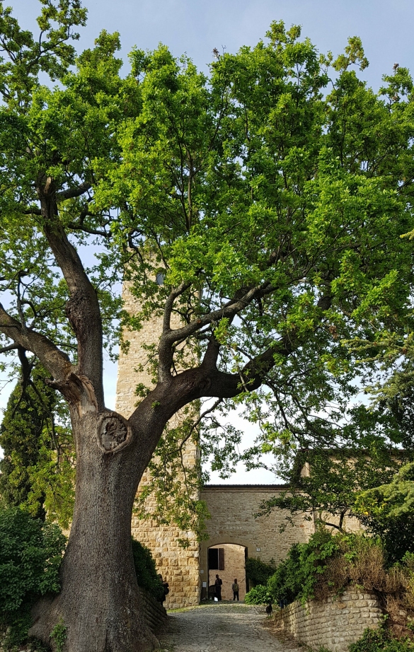 Castello di Contignaco: Fortezza degli Aldighieri