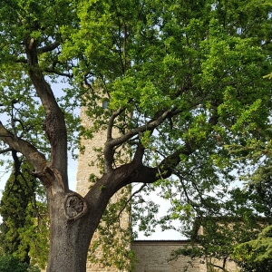 Castello di Contignaco