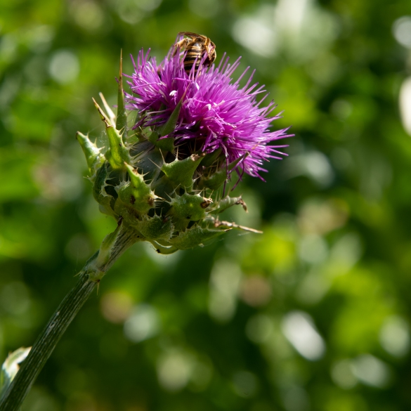 Bellezzza della Natura: 
