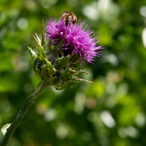 Bellezzza della Natura