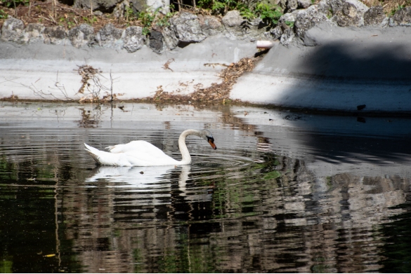 Parco Mazzini: Il laghetto del parco con il cigno Pippo