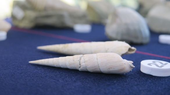 MuMAB - Museo Mare Antico e Biodiversità: Reperti di conchiglie fossili