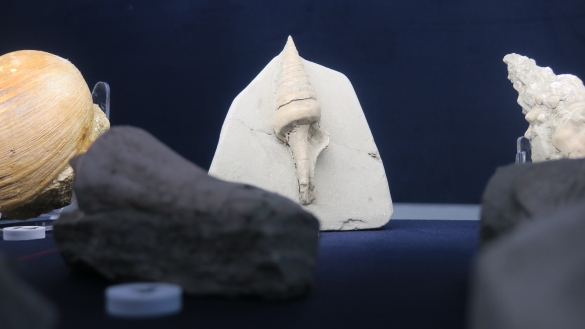 MuMAB - Museo Mare Antico e Biodiversità: Reperti fossili