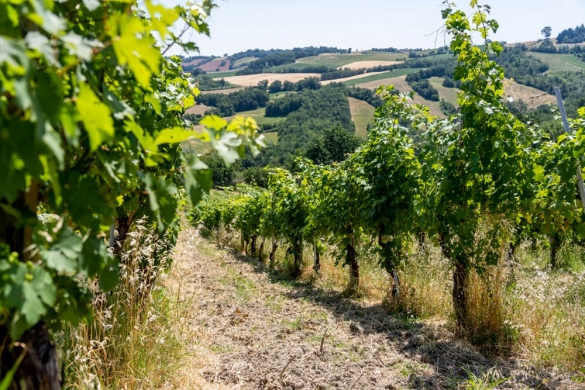 Vigneti della tenuta Il Poggio: Foto Lorenzo Moreni