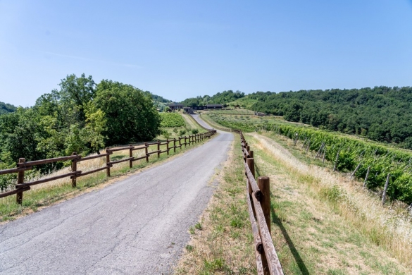 Tenuta Il Poggio: Foto Lorenzo Moreni