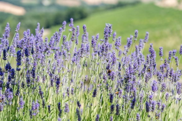 Fioritura di lavanda: Foto Lorenzo Moreni
