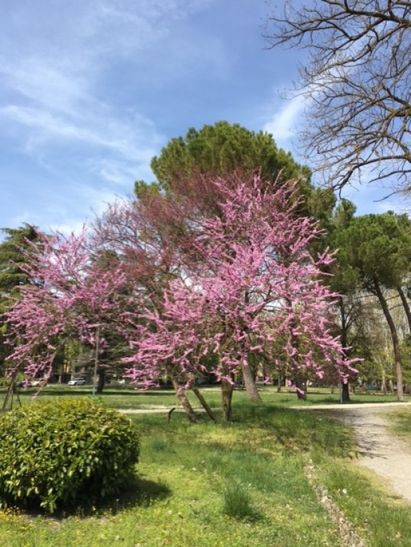 Parco Mazzini: Fioritura primaverile