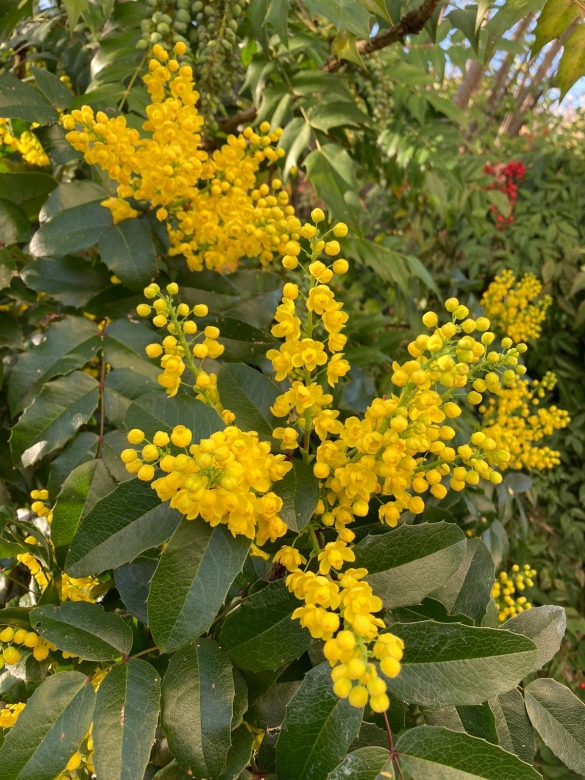 Scipione CAstello: Fioritura primaverile