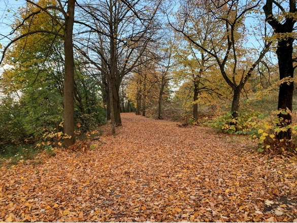 Colori d'autunno e foliage: 
